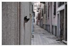 Dantel Street Cat-Ali Ayer-Photographic Print