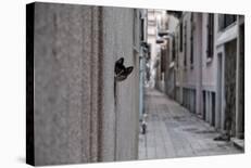 Dantel Street Cat-Ali Ayer-Framed Photographic Print