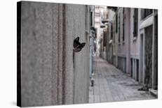 Dantel Street Cat-Ali Ayer-Stretched Canvas