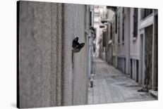 Dantel Street Cat-Ali Ayer-Photographic Print