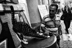 Dantel Street Cat-Ali Ayer-Stretched Canvas