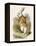 Alice and the White Rabbit-John Tenniel-Framed Premier Image Canvas