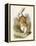 Alice and the White Rabbit-John Tenniel-Framed Premier Image Canvas