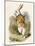 Alice and the White Rabbit-John Tenniel-Mounted Photographic Print