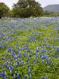 Bluebonnets and Oak Tree, Hill Country, Texas, USA-Alice Garland-Photographic Print