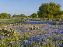 Bluebonnets and Oak Tree, Hill Country, Texas, USA-Alice Garland-Photographic Print