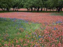 Bluebonnets and Phlox, Hill Country, Texas, USA-Alice Garland-Photographic Print