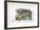 Alice in Wonderland: The Cheshire Cat-John Tenniel-Framed Art Print