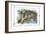 Alice in Wonderland: The Cheshire Cat-John Tenniel-Framed Art Print