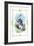 Alice in Wonderland: The White Rabbit-John Tenniel-Framed Art Print