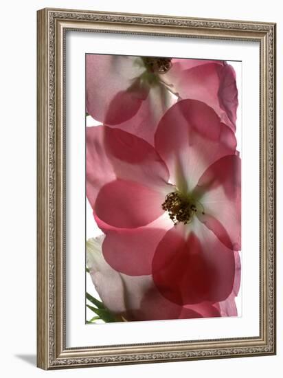 Alice Rose Trio, 2014-Julia McLemore-Framed Photographic Print