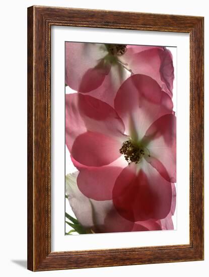 Alice Rose Trio, 2014-Julia McLemore-Framed Photographic Print