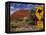 Alice Springs, Traffic Sign Beside Road Through Outback, Red Rocks of Olgas Behind, Australia-Amar Grover-Framed Premier Image Canvas