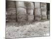Premium Photographic Print