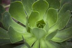 Africa, Morocco, Marrakesh. Close-Up of a Cactus in a Botanical Garden-Alida Latham-Photographic Print