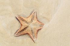 Caribbean, Anguilla. Close-Up Shot of Starfish in Sand-Alida Latham-Photographic Print