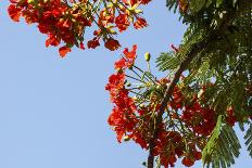 Close-Up of African Flame Tree, Stone Town, Zanzibar, Tanzania-Alida Latham-Photographic Print