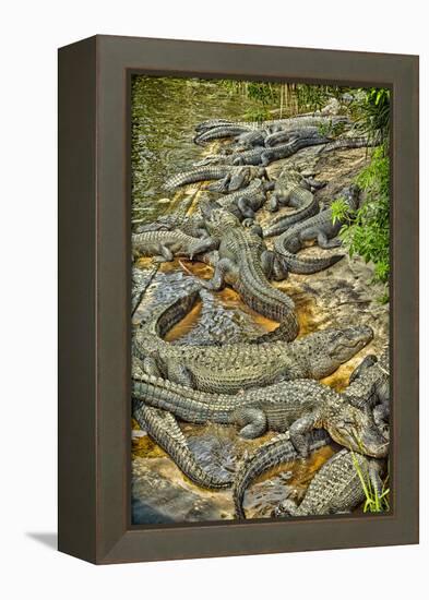 Aligators, Alligator Farm Zoological Park, St. Augustine, Florida-Rona Schwarz-Framed Premier Image Canvas