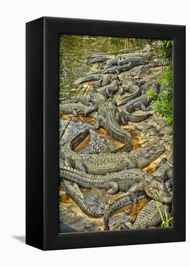 Aligators, Alligator Farm Zoological Park, St. Augustine, Florida-Rona Schwarz-Framed Premier Image Canvas