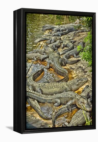 Aligators, Alligator Farm Zoological Park, St. Augustine, Florida-Rona Schwarz-Framed Premier Image Canvas