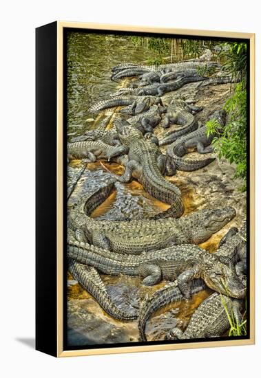 Aligators, Alligator Farm Zoological Park, St. Augustine, Florida-Rona Schwarz-Framed Premier Image Canvas