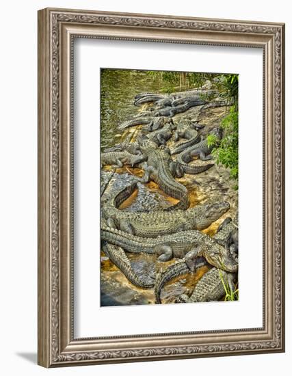 Aligators, Alligator Farm Zoological Park, St. Augustine, Florida-Rona Schwarz-Framed Photographic Print