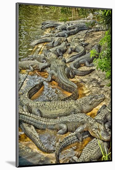 Aligators, Alligator Farm Zoological Park, St. Augustine, Florida-Rona Schwarz-Mounted Photographic Print