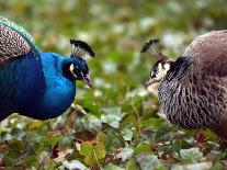 Peacocks in Lazienki Park, Warsaw, Poland-Alik Keplicz-Photographic Print