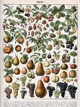 Illustration of Fruit Varieties, C.1905-10-Alillot-Giclee Print