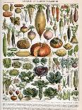 Illustration of Vegetable Varieties, C.1905-10-Alillot-Premier Image Canvas