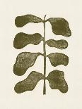 Linocut Houseplant #2-Alisa Galitsyna-Giclee Print