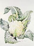Savoy Cabbage-Alison Cooper-Giclee Print