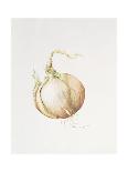 Cauliflower Study, 1993-Alison Cooper-Giclee Print