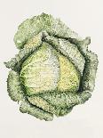 Japanese Anemones-Alison Cooper-Giclee Print