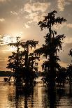 Bald Cypress in Water, Lake Martin, Atchafalaya Basin, Louisiana, USA-Alison Jones-Photographic Print