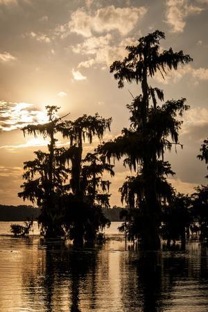 Framed Photo Print of BALD CYPRESS TREES LAKE MARTIN LOUISIANA SWAMP BLACK  AND WHITE Print Picture Image Fine Art Photography Large Framed Print Wall  Decor Art For Sale Stock Photo Photograph High