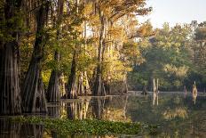 Bald Cypress in Water, Pierce Lake, Atchafalaya Basin, Louisiana, USA-Alison Jones-Photographic Print