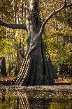 Bald Cypress in Water, Pierce Lake, Atchafalaya Basin, Louisiana, USA-Alison Jones-Framed Photographic Print