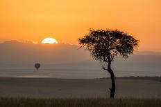 Kenya, Maasai Mara, Sunrise Behind Balanites Tree and Hot Air Balloon-Alison Jones-Photographic Print