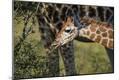Photographic Print