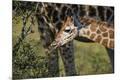 Photographic Print