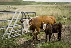 Palouse, Snake River Expedition, Pioneer Stock Farm, Cows at Pasture Gate-Alison Jones-Photographic Print