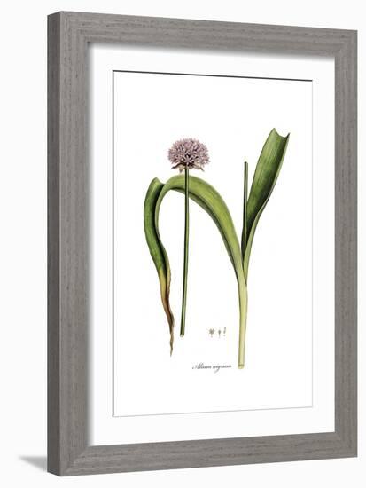 Alium nigrum, Flora Graeca-Ferdinand Bauer-Framed Giclee Print