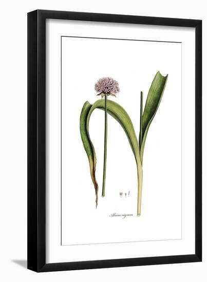 Alium nigrum, Flora Graeca-Ferdinand Bauer-Framed Giclee Print