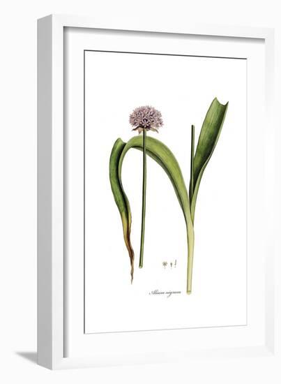 Alium nigrum, Flora Graeca-Ferdinand Bauer-Framed Giclee Print