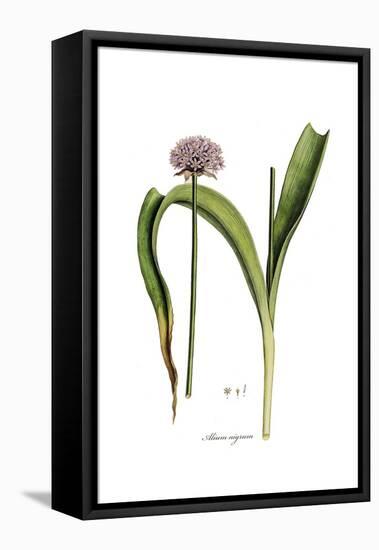 Alium nigrum, Flora Graeca-Ferdinand Bauer-Framed Premier Image Canvas