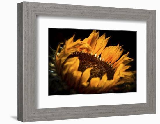 alive and Living-Philippe Sainte-Laudy-Framed Photographic Print