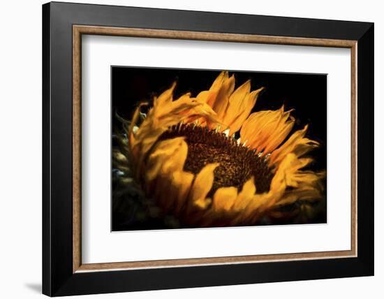 alive and Living-Philippe Sainte-Laudy-Framed Photographic Print