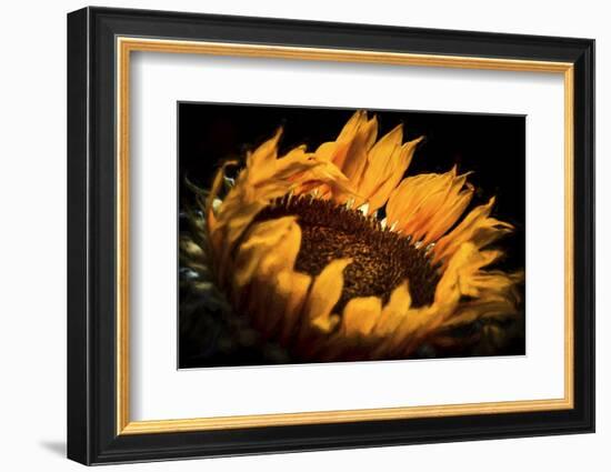 alive and Living-Philippe Sainte-Laudy-Framed Photographic Print