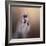 All Dolled Up Shih Tzu-Jai Johnson-Framed Giclee Print